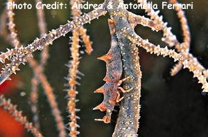  Miropandalus hardingi (Gorgonian Horned Shrimp)