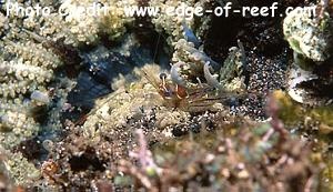  Cuapetes tenuipes (Ghost Shrimp)