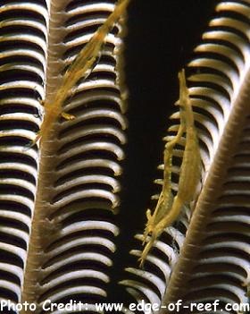  Brucecaris tenuis (Crinoid Shrimp)