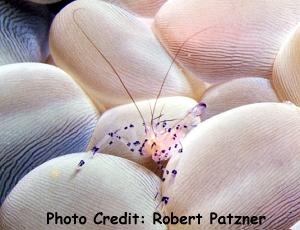  Periclimenes tosaensis (Cleaner Shrimp)
