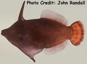  Pervagor aspricaudus (Orangetail Filefish)
