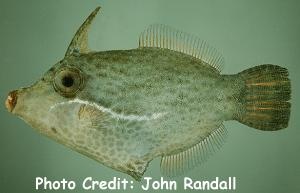  Pervagor nigrolineatus (Blacklined Filefish)