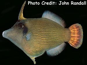  Pervagor randalli (Randall’s Filefish)