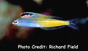  Petroscirtes townsendi (Townsend Fangblenny)