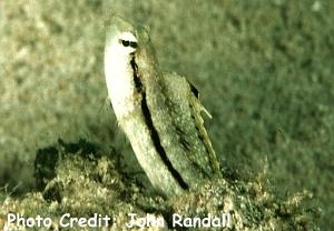  Petroscirtes xestus (Xestus Sabretooth Blenny)