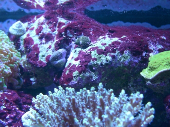  Peyssonnelia sp. (Coralline Algae)