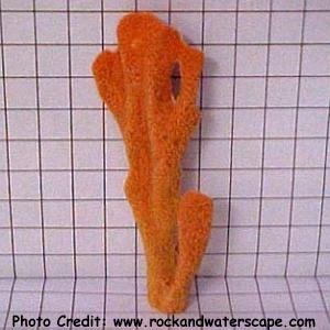 Axinella aruensis (Orange Tree Sponge)