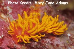  Tenellia melanobranchia (Sea Slug)