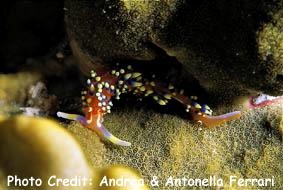  Phidiana indica (Sea Slug)