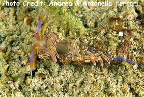  Phidiana sp. (Sea Slug)