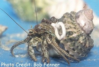  Phimochirus holthuisi (Red-striped Hermit)