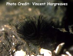  Phoronis australis (Black Horseshoe Worm)