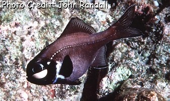  Photoblepharon palperbratus (Eyelight Fish)