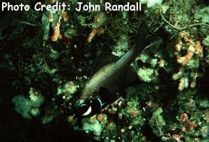  Photoblepharon steinitzi (Flashlight Fish)