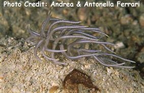  Phyllodesmium briareum (Sea Slug)