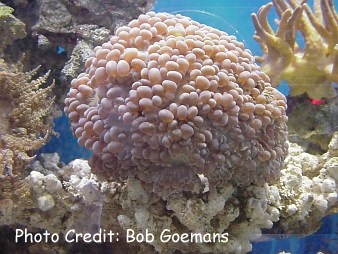  Physogyra lichtensteini (Octopus Coral, Pearl Coral, Grape Coral)