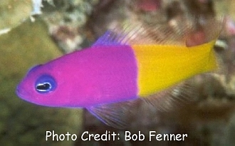  Pictichromis paccagnellae (Royal Dottyback, Bi-color Dottyback, False Gramma Dottyback)