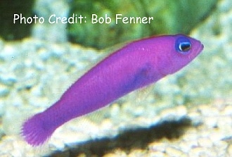  Pictichromis porphyreus (Magenta Dottyback, Purple Dottyback)