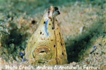  Pisodonophis cancrivorus (Longfin Snake Eel)