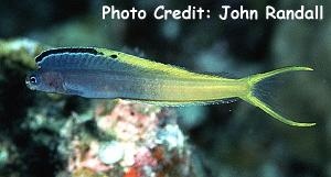  Plagiotremus laudandus (Bicolor Fang/False Harp-Tail Blenny)