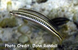  Plagiotremus tapeinosoma (Piano Fangblenny)