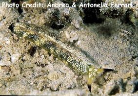  Plakobranchus ocellatus (Sea Slug)