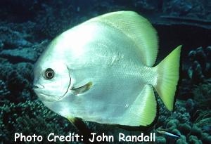  Platax boersii (Golden Spadefish)