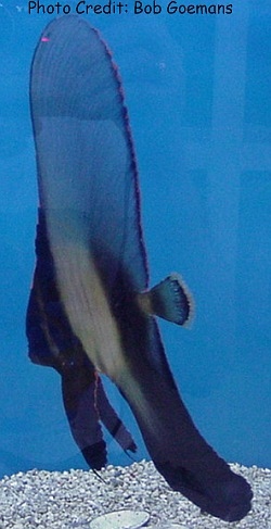  Platax pinnatus (Red-striped Batfish, Platax Batfish, Dusky Batfish)