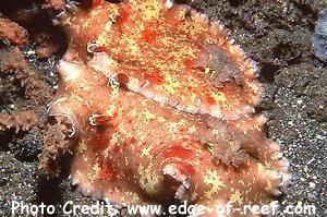 Platydoris formosa (Sea Slug)