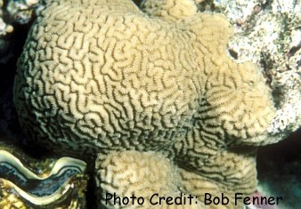  Platygyra daedalea (Maze Brain Coral)