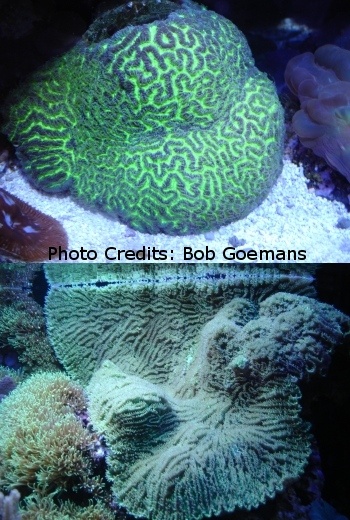  Platygyra lamellina (Ridge Coral, Maze Coral, Brain Coral, Closed Brain Coral, Worm Coral)