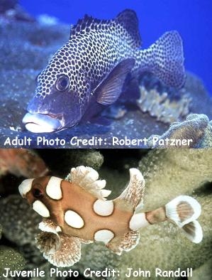  Plectorhinchus chaetodonoides (Harlequin Sweetlips, Clown Sweetlips)