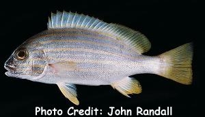  Plectorhinchus chrysotaenia (Yellowstriped Sweetlips)