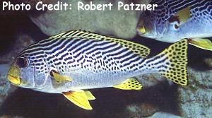  Plectorhinchus lineatus (Lined Sweetlips)