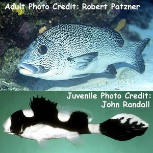  Plectorhinchus picus (Spotted Sweetlips, Black and White Sweetlips, Painted Sweetlips)