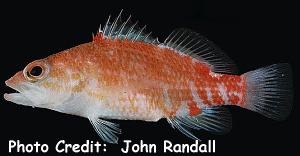  Plectranthias winniensis (Redblotch Perchlet)