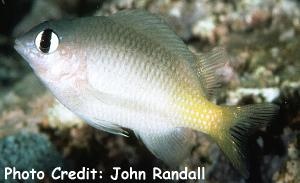  Plectroglyphidodon imparipennis (Brighteye Damselfish)