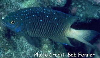  Plectroglyphidodon lacrymatus (Jewel Damsel)