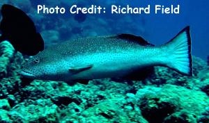  Plectropomus areolatus (Squaretail Coral Grouper)