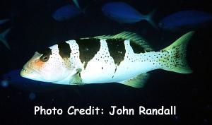  Plectropomus laevis (Blacksaddle Coral Grouper)