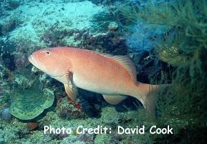  Plectropomus leopardus (Leopard Coral Grouper)