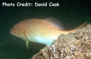  Plectropomus maculatus (Spotted Coral Grouper)