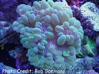  Plerogyra sinuosa (Bubble Coral, Bladder Coral, Grape Coral, Octobubble Coral, Pearl Coral)