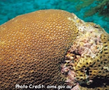  Plesiastrea devantieiri (Mound Coral)