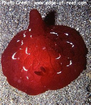  Pleurobranchus forskali (Sea Hare)