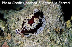  Pleurobranchus grandis (Sea Slug)