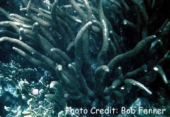  Plexaurella nutans (Giant Slit-Pore Sea Rod)