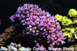  Pocillopora damicornis (Cauliflower Coral, Lace Coral)