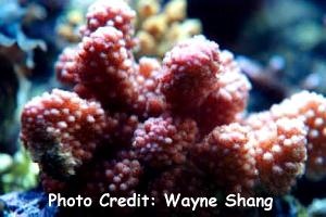  Pocillopora elegans (Elegans Coral)