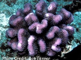  Pocillopora eydouxi (Antler Coral)